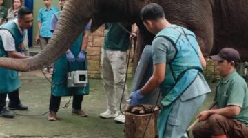 DKPP Kota Bandung Periksa Kesehatan Satwa Prioritas di Bandung Zoo